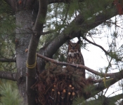2016 04 16 Owls 013